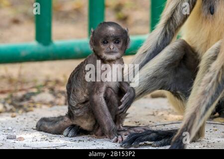 Heiliger Langur, indischer Langur, Hanuman Langur, Northern Plains Grey Langur, Hanuman Monkey, Common Langur (Semnopithecus entellus, Presbytis entellus), sitzender kleiner Affe, Indien, Bandhavgarh National Park Stockfoto