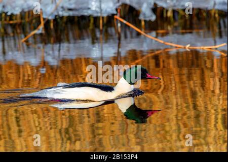 Gänsander (Mergus merganser), Schwimmmännchen, Deutschland, Mecklenburg-Vorpommern Stockfoto