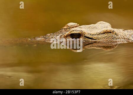 Nilkrokodil (Crocodylus niloticus), Porträt, an der Wasseroberfläche, Südafrika, Mpumalanga, Kruger-Nationalpark Stockfoto