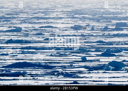 Eisbär (Ursus maritimus), auf treibendem Eis, Grönland Stockfoto