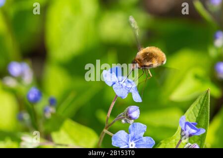 Große Bienenfliege (Bombylius Major), die Nektar von der Blaublüte saugt, Deutschland, Bayern Stockfoto