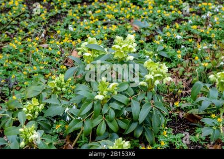 Holly-leaved Hellebore, Corsican Hellebore (Helleborus argutifolius), Blooming, Großbritannien, England Stockfoto