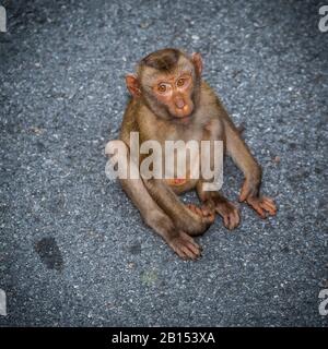 Nordschwein-Makaque (Macaca leonina), Jungtier auf Asphalt sitzend, Blick von oben, Thailand, Khao Yai Nationalpark Stockfoto