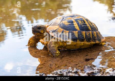 Hermanns Schildkröte, griechische Schildkröte (Testudo hermanni), im Flachwasser, Spanien, Balearen, Mallorca, Can Picafort Stockfoto