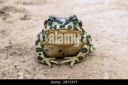 Grüne Kröte, Verschiedene Kröten (Bufo viridis), sitzt auf dem Boden, Kasachstan Stockfoto