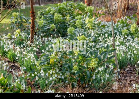 Holly-leaved Hellebore, korsischer Hellebore (Helleborus argutifolius), blüht mit Schneefällen Stockfoto