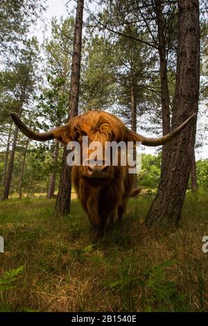 Schottisches Highland Cattle, Kyloe, Highland Cow, Heelan coo (Bos primigenius f. Taurus), in einem Wald in einem Wassereinzugsgebiet stehend, Vorderansicht, Niederlande, Nordholländer, Noordhollands Duinreservaat, Bergen aan zee Stockfoto