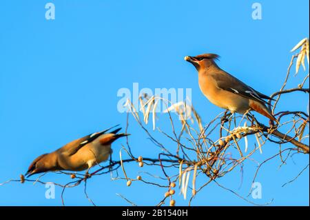 Böhmischer Wachsflügel (Bombycilla garrulus), zwei böhmische Wachsflügel auf dem Futter, Deutschland, Mecklenburg-Vorpommern Stockfoto