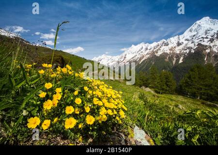 Alpine Cinquefoil (Potentilla crantzii), in Bergkulisse, Schweiz, Wallis, Loetschental Stockfoto