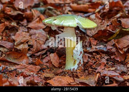 Todeskappe, Totenkappenpilz, Todeskappe (Amanita phalloides), einfruchtiger Körper auf Waldboden, Deutschland, Mecklenburg-Vorpommern Stockfoto