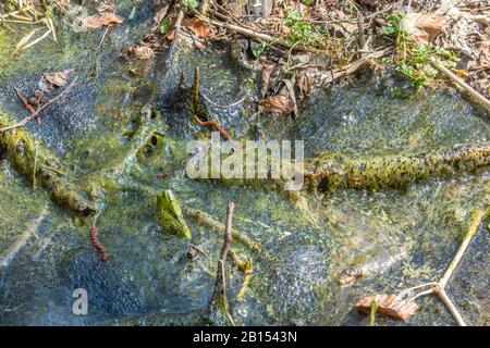 Gemeiner Frosch, Grasfrosch (Rana temporaria), Froschschnabel laichen in getrockneten Laichwässern, Klimawandel, Deutschland Stockfoto
