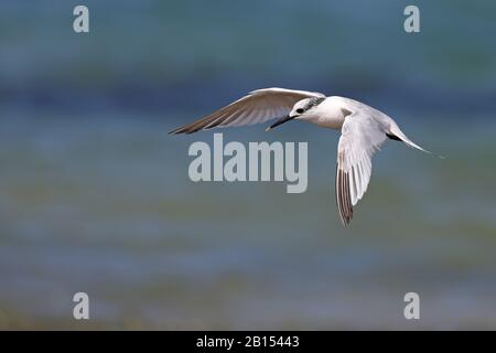 Sandwich tern (Sterna sandvicensis, Thalasseus sandvicensis), im Flug, Südafrika Stockfoto