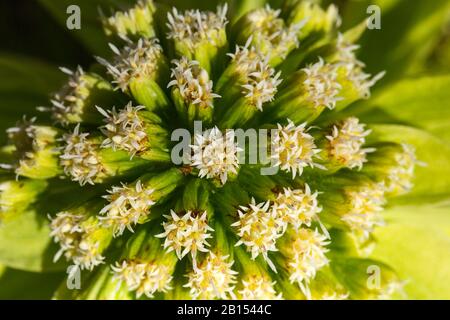 Riesenbutterbur, japanische Butterbur (Petasites japonicus), Blüte, Niederlande, Frisia Stockfoto