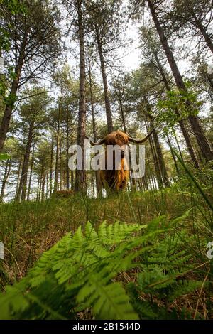 Schottisches Highland Cattle, Kyloe, Highland Cow, Heelan coo (Bos primigenius f. Taurus), in einem Wald in einem Wassereinzugsgebiet stehend, Vorderansicht, Niederlande, Nordholländer, Noordhollands Duinreservaat, Bergen aan zee Stockfoto