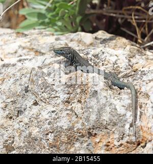 Lilfords Mauereidechse (Podarcis lilfordi, Lacerta lilfordi) liegt auf einem Stein, Spanien, Balearen, Cabrera Stockfoto