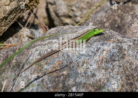 Sandeidechse (Lacerta agilis), männliches Sonnenbaden, Deutschland, Bayern Stockfoto