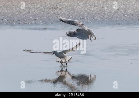 Schwarze Möwen, Chroicocephalus ridibundus, im Flug, im Spätsommer, gegen das Licht. Stockfoto