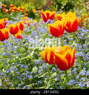 Tulpe und Vergissmeinicht - Tulpe und Forget-me-not 03 Stockfoto