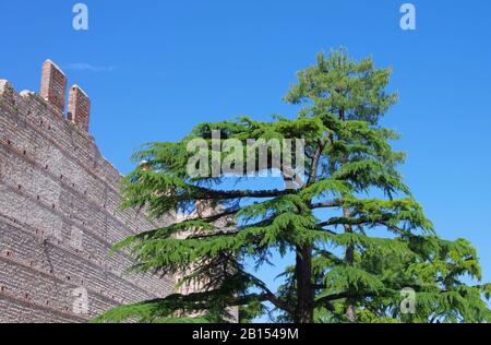 Villafranca di Verona Castello 04 Stockfoto