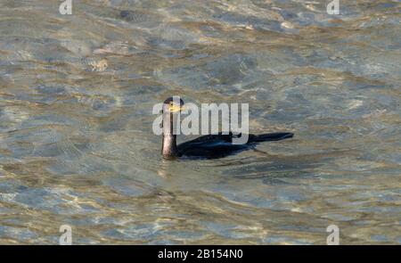 Gewöhnlicher Cormorant, Phalacrocorax carbo, der flache Gewässer an felsiger Küste speist. Stockfoto