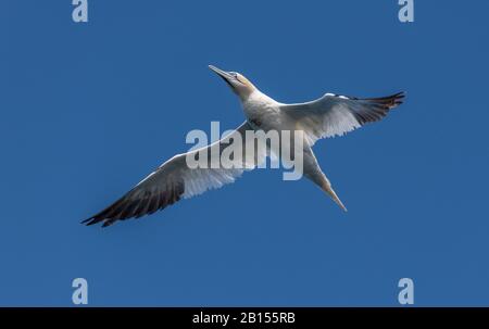 Nordgannett, Morus bassanus, während der Brutzeit im Flug. Stockfoto