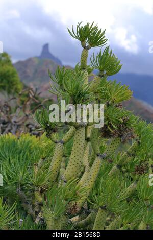 Euphorbia Busch (Euphorbia sp.), Roque Nublo im Hintergrund, Gran Canaria, Kanarische Inseln, Spanien Stockfoto