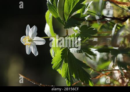 Holzanemonen sind eine der ersten Frühlingsherden im Wald Stockfoto