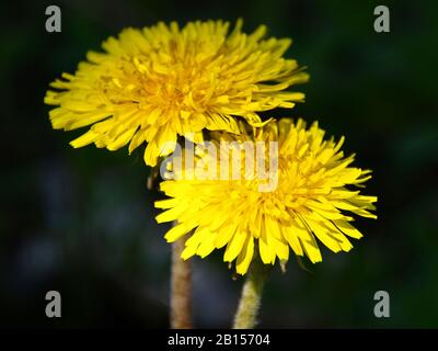 Zwei gelbe Dandelionen auf tiefgrünem Hintergrund Nahaufnahme. Taraxacum oder Löwenzahn - mehrjährige krautige Pflanze der Familie Astrov Stockfoto