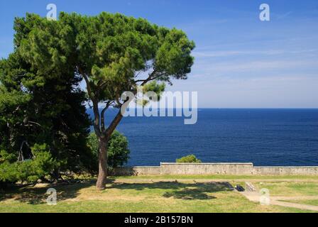 Rovinj Pinie - Rovinj Kiefer 03 Stockfoto