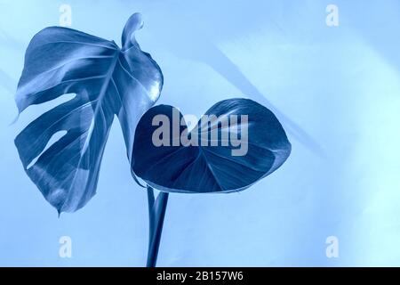 Monstera verlässt den Hintergrund mit dem Kopierraum, der in der trendigen Farbe 2020 Classic Blue eingefärbt ist. Kreativer tropischer, natürlicher Blumenhintergrund im Sommer. Stockfoto