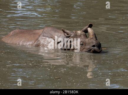 Indische Nashörner, Rhinoceros unicornis, an heißem Tag im Fluss baden. Stockfoto