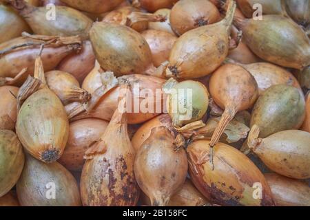 Kleine Glühbirnen gelbe Zwiebelsätze bereit zum Pflanzen. Frühling, Gartenkonzept.Sämlinge kleine Zwiebel Sturon Stockfoto