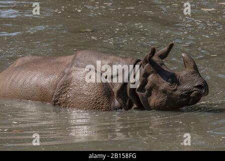 Indische Nashörner, Rhinoceros unicornis, an heißem Tag im Fluss baden. Stockfoto