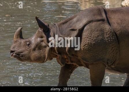 Indische Nashörner, Rhinoceros unicornis, die an einem heißen Tag an einem Fluss spazieren gehen. Stockfoto