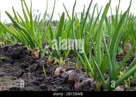 Junge Frühlingszwiebeln sprießen auf einem Bett. Organisch angebaute Zwiebeln mit Schnittlauch im Boden. Ökologischer Landbau. Stockfoto