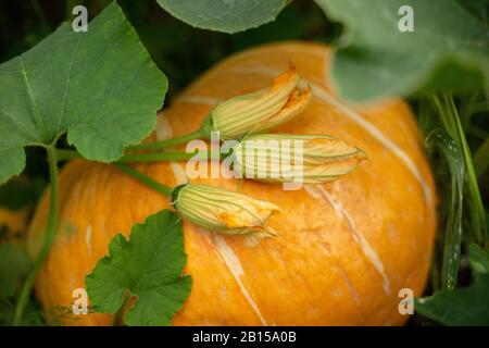 Auf einem großen orangefarbenen Kürbis liegt ein Blumenstrauß aus Kürbisblumen. Nahaufnahme. Horizontal Stockfoto