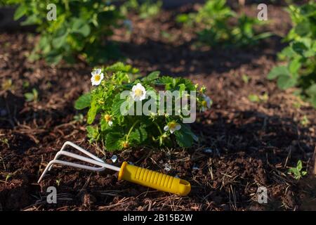 Ein kleiner gelber Rechen liegt in der Nähe eines blühenden Erdbeerbusches auf dem Bettboden. Gartenarbeit. Sonniger Tag. Stockfoto