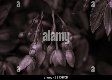 Makrodetails der Blume und Texturen, Angel-wing Begonia Begoniaceae (Begonia), eine mehrjährige, in Brasilien heimische Pflanze. Stockfoto