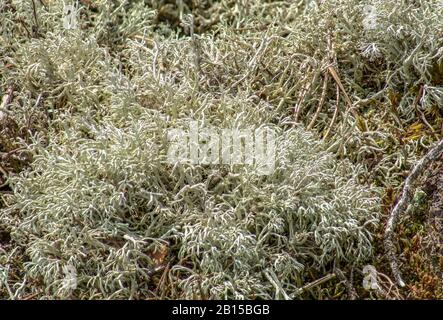 Nahaufnahme von wildem Rentierlicht (Cladonia Rangiferina) in einem Naturschutzgebiet in Brandenburg Stockfoto