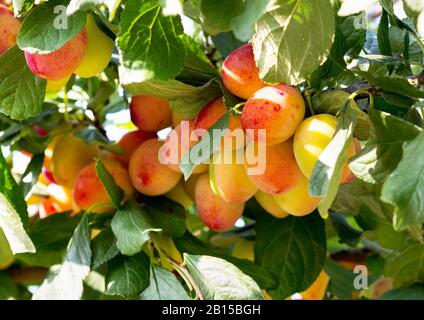 Pflaumenbaum mit reifer Pflaumenfrucht. Äste mit saftigen Früchten bei Sonnenuntergang. Nahaufnahme der Pflaumen, die auf dem Ast reif sind. Organische Pflaumen in einem Obstgarten. Pl Stockfoto