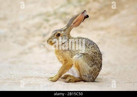 Eine Warnung scrub Hase (Lepus Saxatilis) aufrecht sitzend, Südafrika Stockfoto