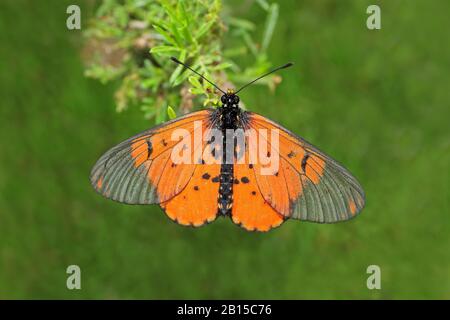 Ein bunter Garten-Akraea-Schmetterling (Acreae horta), der auf einer Pflanze in Südafrika sitzt Stockfoto