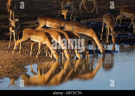 Impala Antilopes (Aepyceros melampus) Trinkwasser am späten Nachmittag Licht, Kruger National Park, Südafrika Stockfoto