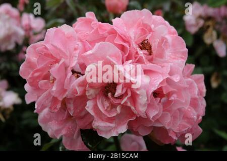 Ein natürlicher Blumenstrauß aus rosafarbenen, altmodischen Rosen, unbeschnitten im Garten mit morgendlichem Tau. Eine Gruppe von sechs oder mehr duftenden Blumen an einem Stamm, Mittagong Stockfoto