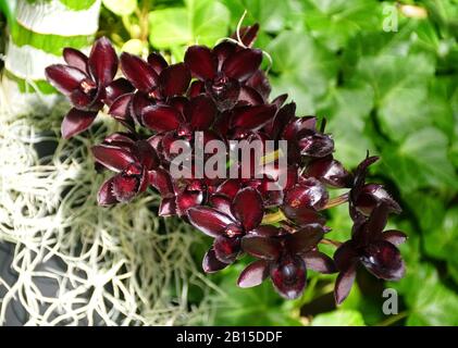 Einzigartige dunkle Blume von SVO Nach Orchideen aus dunkler schwarzer Perle Stockfoto