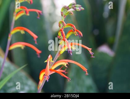 Nahaufnahme der winzigen roten und gelben Blumen von Chasmanth Stockfoto
