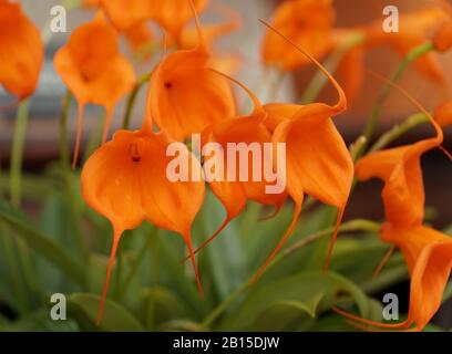 Schöne kleine Orchidee von Masdevallia Southern Sun Stockfoto