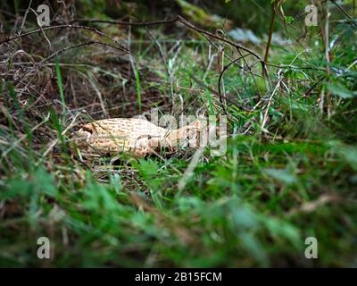 Es liegt auf der Seite, ein beschädigter und nicht identifizierter Toadhocker im Wald an den Plodda Falls 22/09/19 Stockfoto