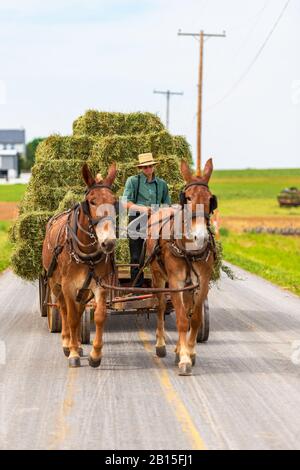 Junger Amish-Mann auf einem Pferd und einer Kutsche mit Hay-Ballen in Pennsylvania USA Stockfoto