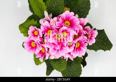 Draufsicht auf isolierte rosafarbene und weiße Blumenblüten, weißer Hintergrund - Primrose, primula acaulis (selektiver Fokus) Stockfoto